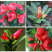 名贵四季杜鹃茶花基地直销
