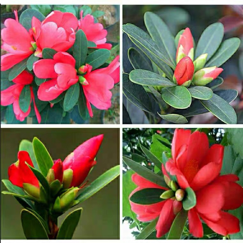 名贵四季杜鹃茶花基地直销