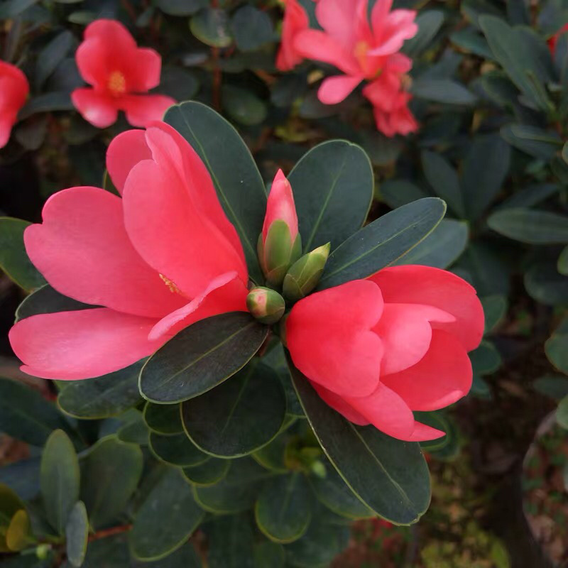 名贵四季杜鹃茶花基地直销