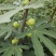 大量出售无花果苗布兰瑞克波姬红品种齐全价格优惠