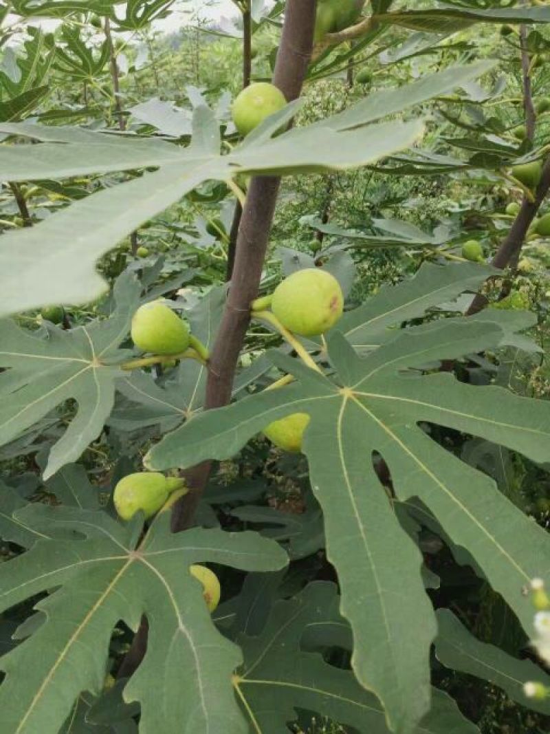 大量出售无花果苗布兰瑞克波姬红品种齐全价格优惠