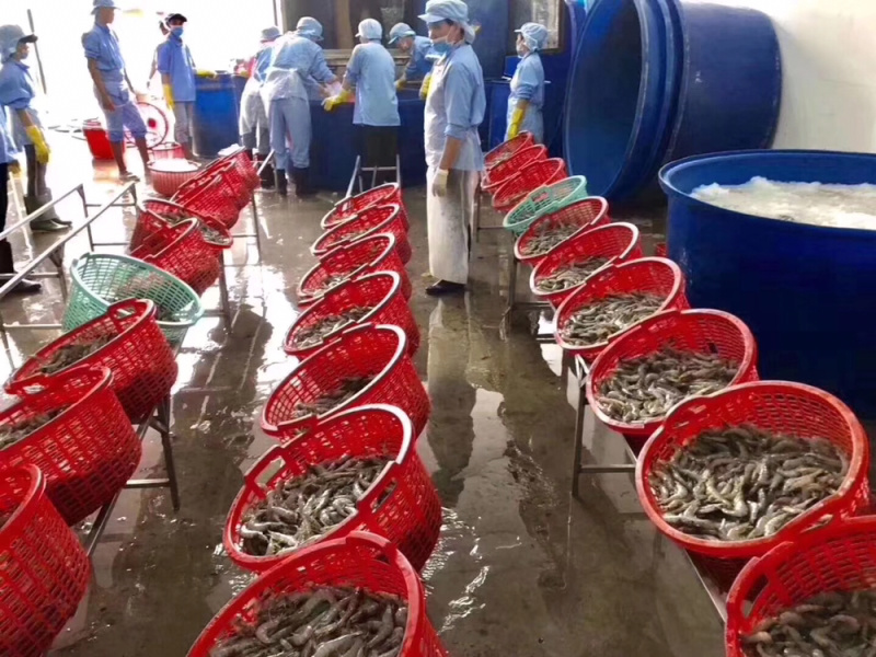 水冻南美白对虾厂家大量供应