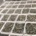 水冻南美白对虾厂家大量供应