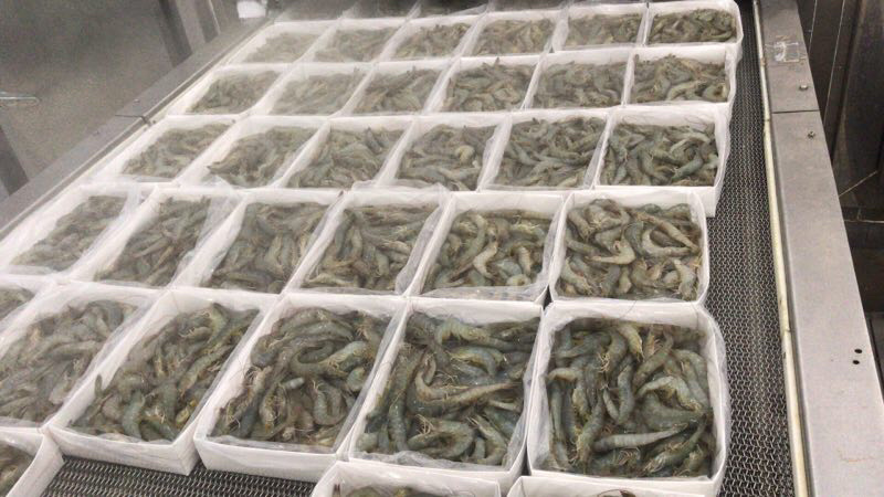 水冻南美白对虾厂家大量供应