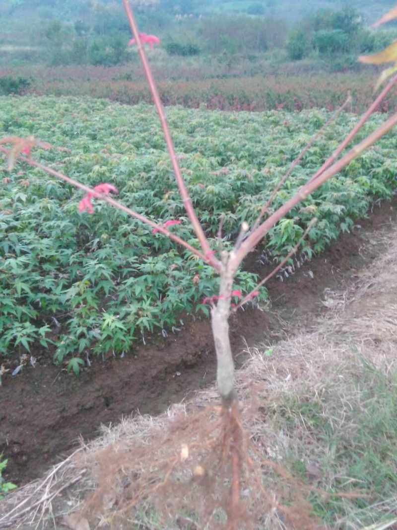 日本红枫红舞姬丛生小苗盆景素材苗基地批发供应