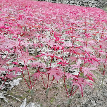 日本红枫红舞姬丛生小苗盆景素材苗基地批发供应