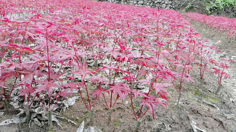 日本红枫红舞姬丛生小苗盆景素材苗基地批发供应