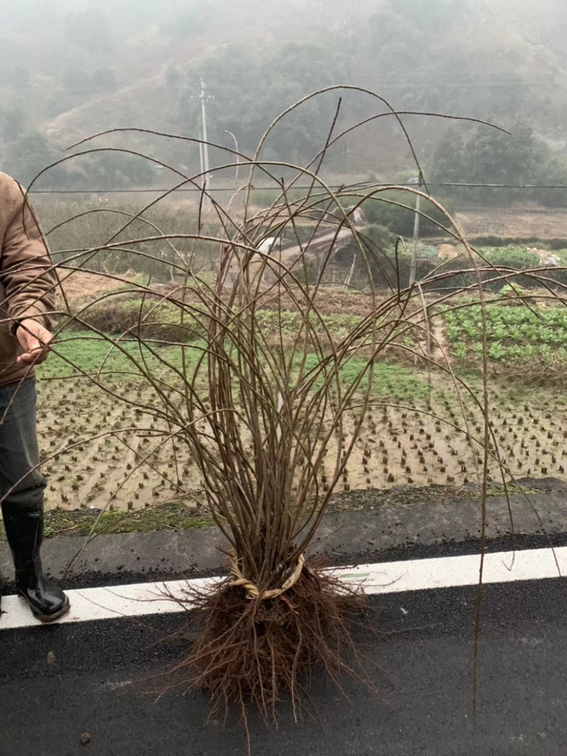 垂枝红梅小苗锦红梅花新品种小苗批发供应