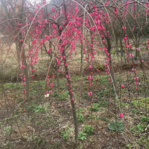 垂枝红梅小苗锦红梅花新品种小苗批发供应