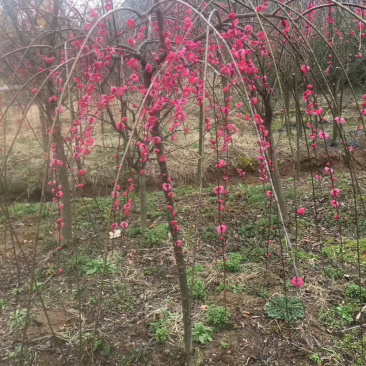 垂枝红梅小苗锦红梅花新品种小苗批发供应