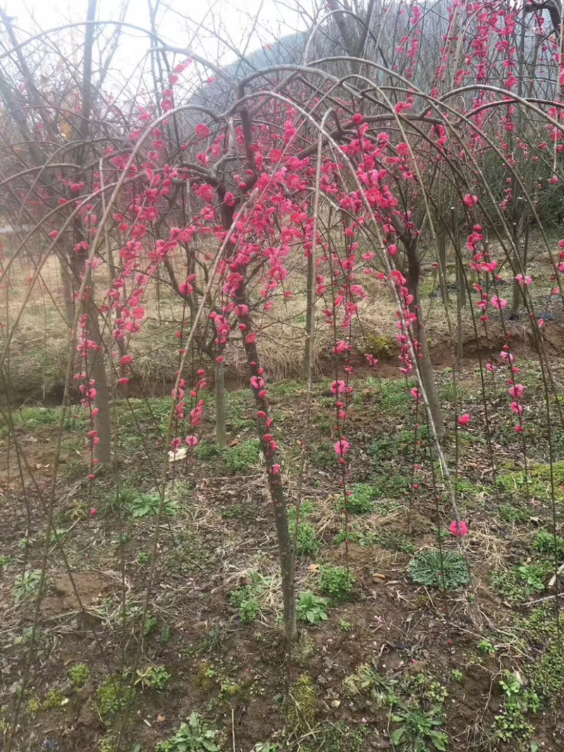 垂枝红梅小苗锦红梅花新品种小苗批发供应