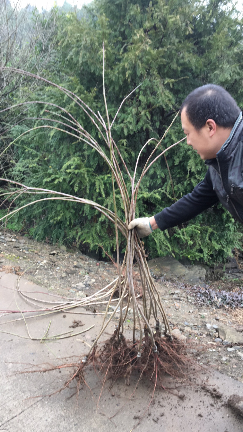 垂枝红梅小苗锦红梅花新品种小苗批发供应
