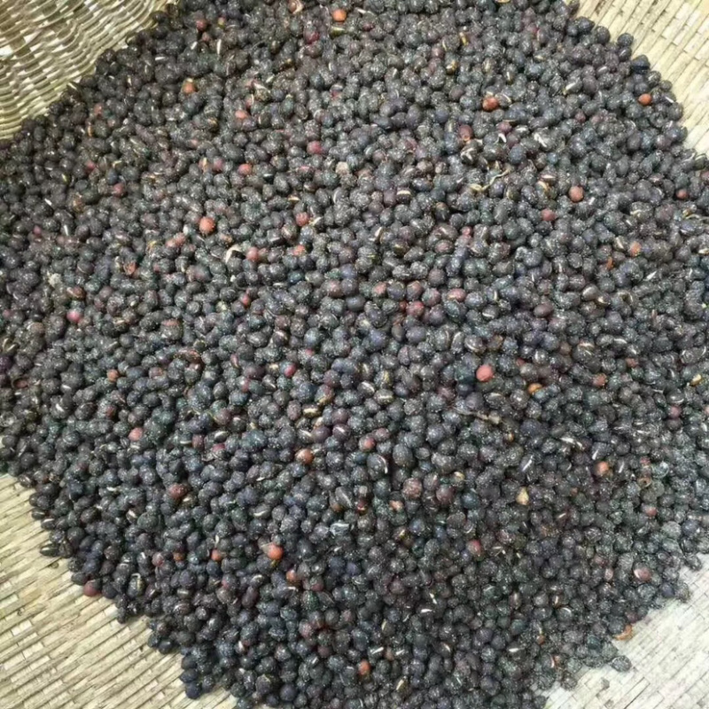 红豆杉种子沙藏红豆杉种子出芽率高