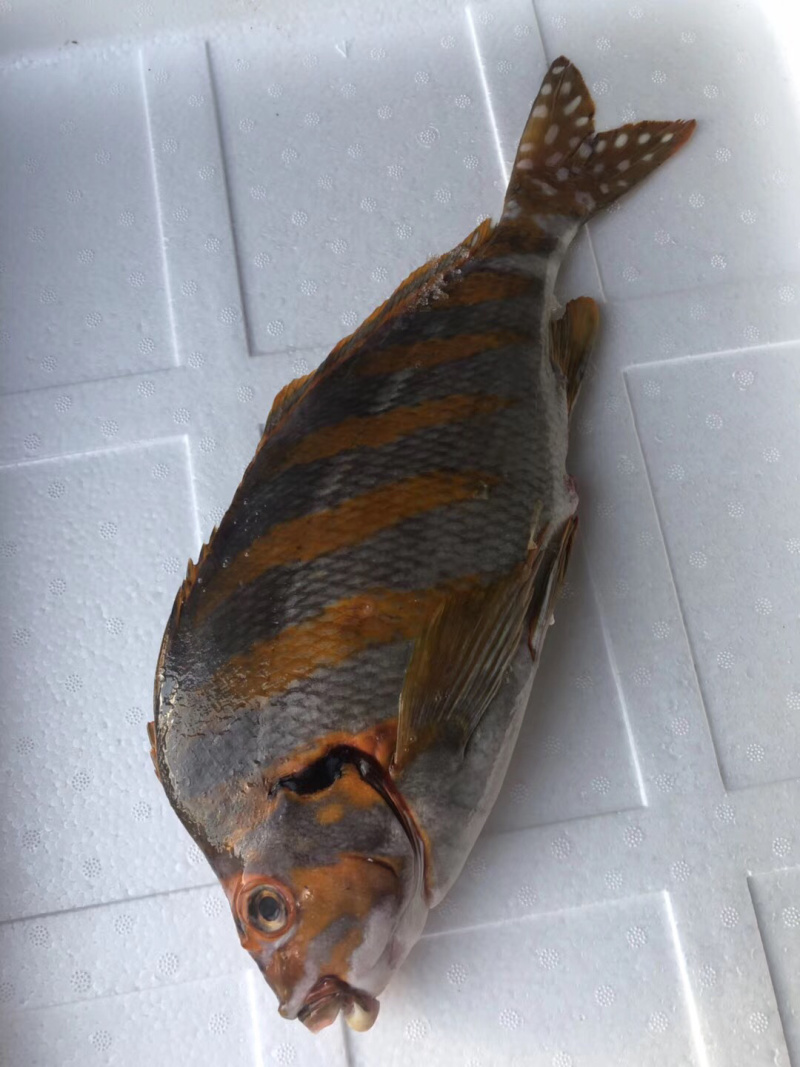 三刀王鲷鱼深海鱼刺身日料食材大量供应
