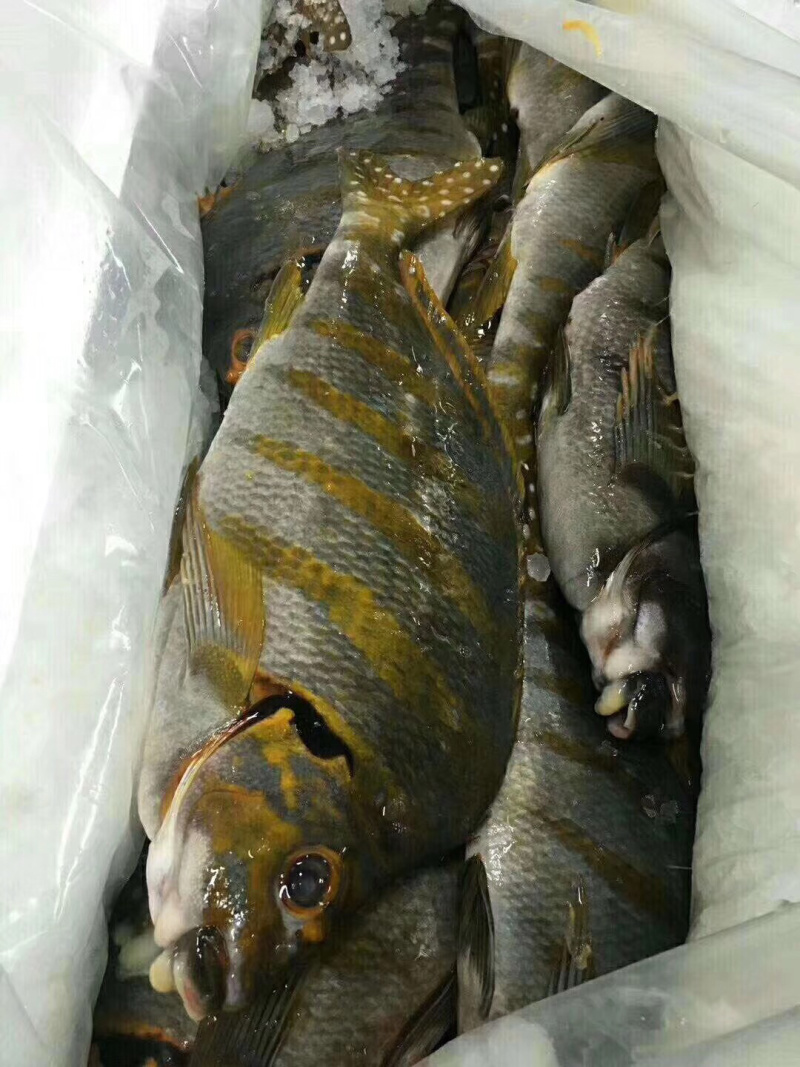三刀王鲷鱼深海鱼刺身日料食材大量供应