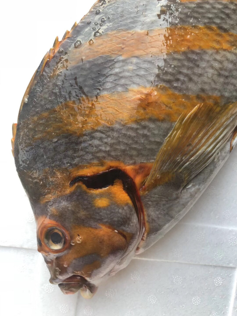 三刀王鲷鱼深海鱼刺身日料食材大量供应
