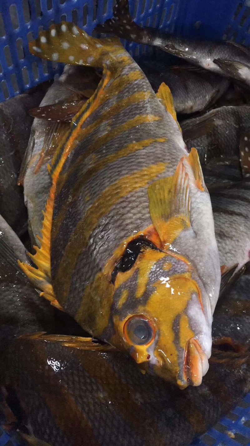三刀王鲷鱼深海鱼刺身日料食材大量供应