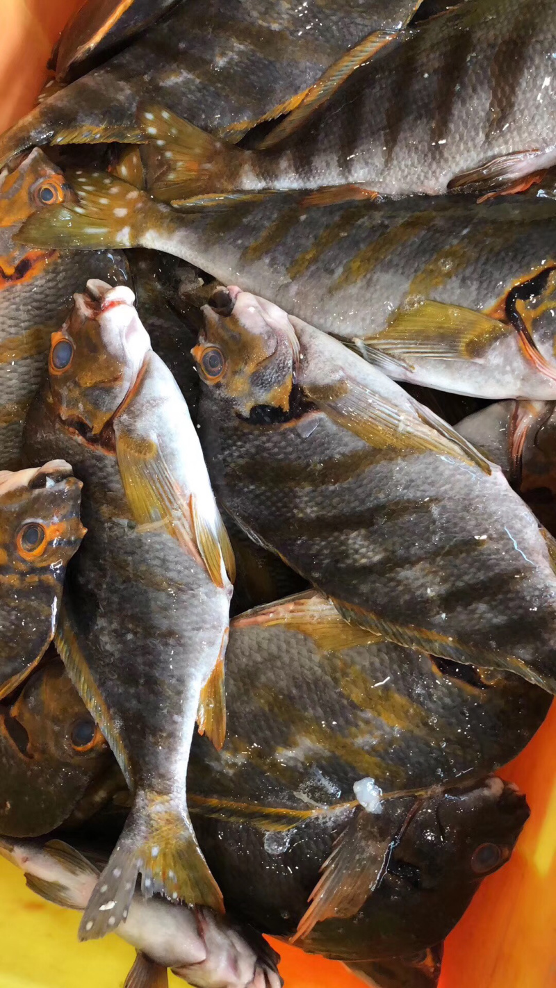 三刀王鲷鱼深海鱼刺身日料食材大量供应