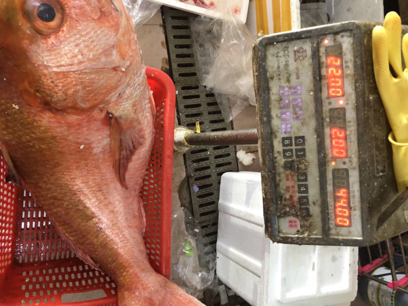 红宝石红滨鲷鱼滨鲷钓口深海鱼海钓鱼刺身日料食材
