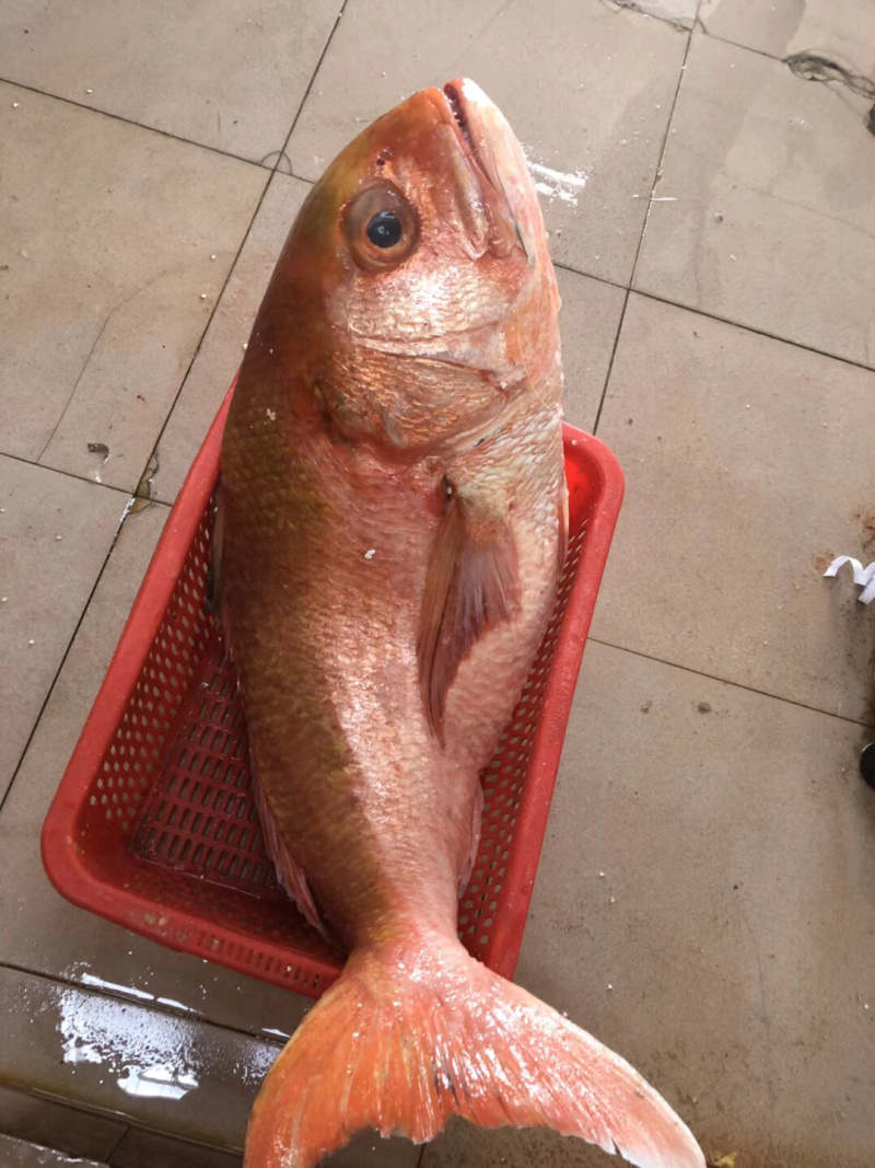 红宝石红滨鲷鱼滨鲷钓口深海鱼海钓鱼刺身日料食材