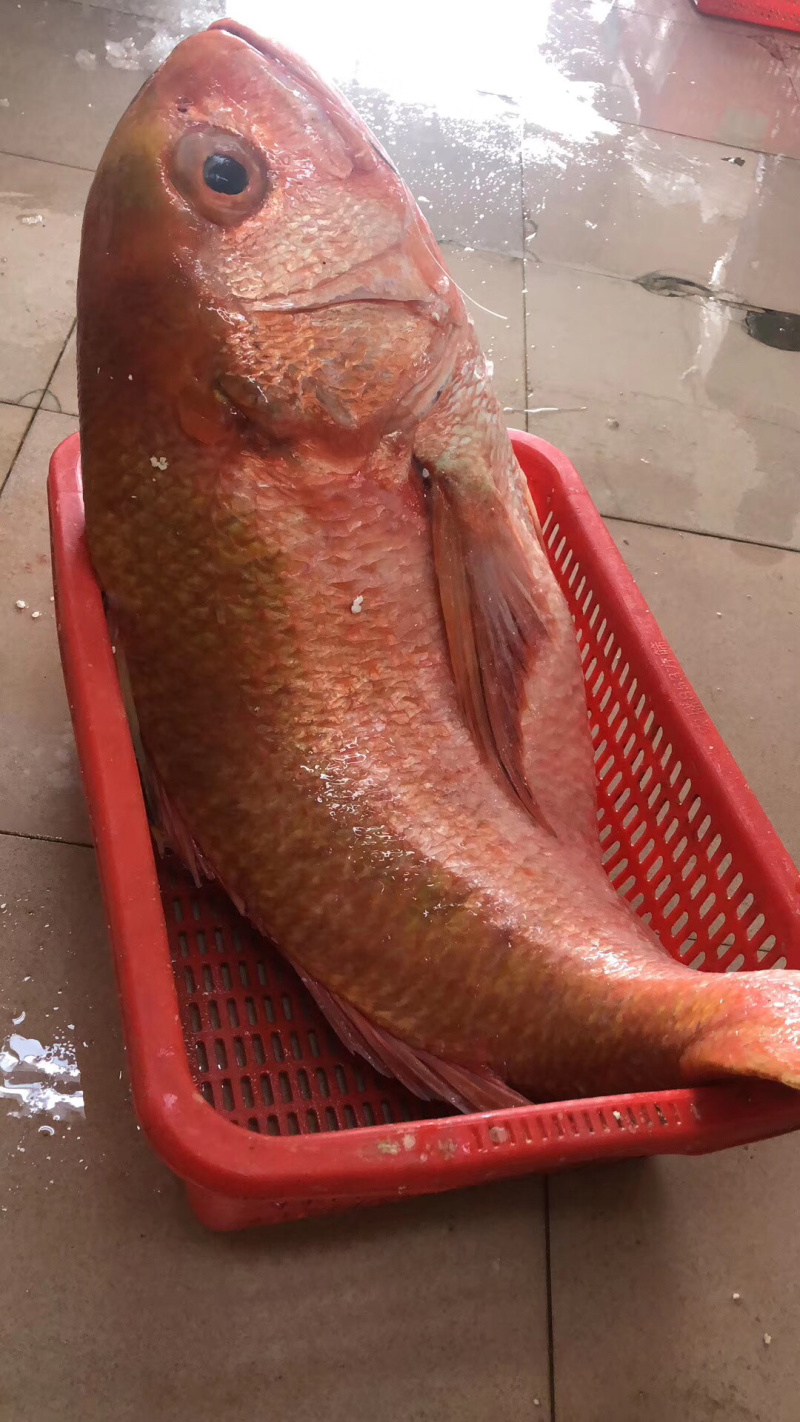 红宝石红滨鲷鱼滨鲷钓口深海鱼海钓鱼刺身日料食材