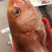 红宝石红滨鲷鱼滨鲷钓口深海鱼海钓鱼刺身日料食材