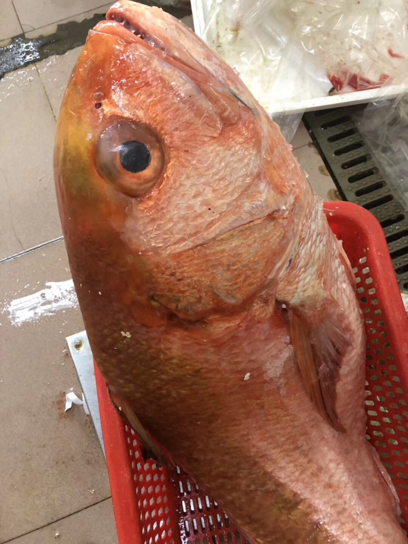 红宝石红滨鲷鱼滨鲷钓口深海鱼海钓鱼刺身日料食材
