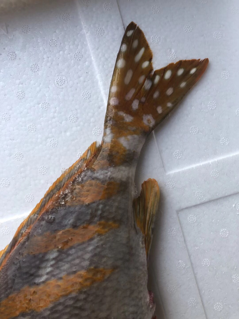 三刀王鲷鱼深海鱼刺身日料食材大量供应