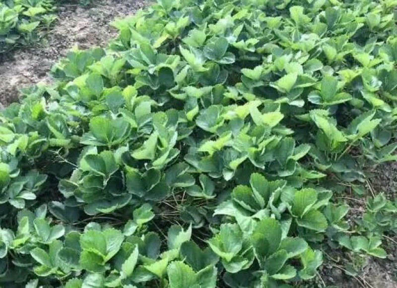 甜查理草莓苗/甜查理草莓品种介绍/甜查理草莓苗价格多少钱