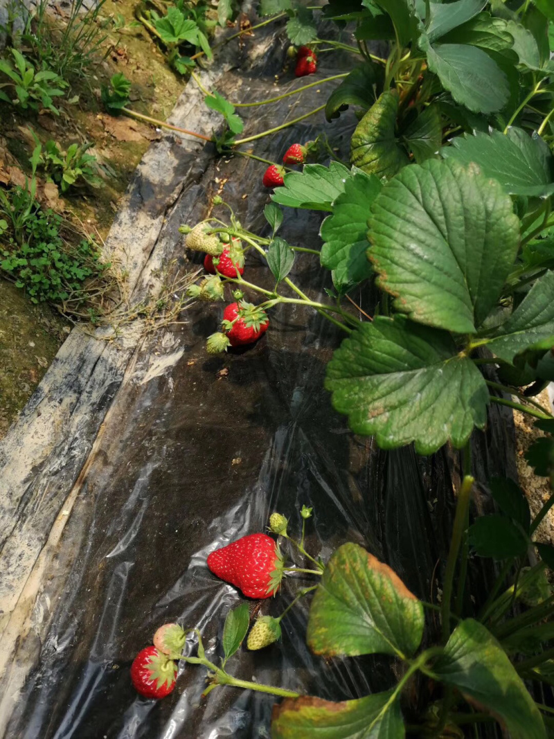 甜查理草莓苗/甜查理草莓品种介绍/甜查理草莓苗价格多少钱