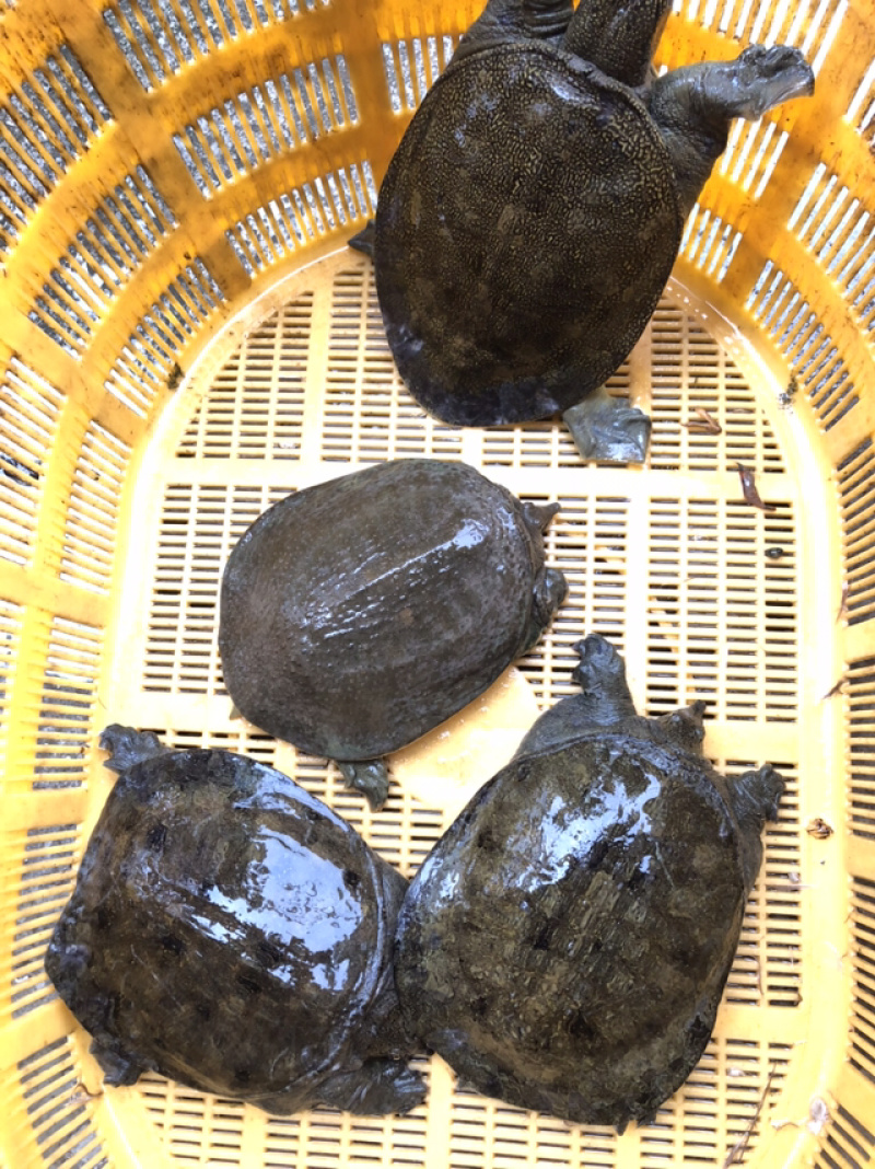 甲鱼农村土甲鱼深山甲鱼溪水甲鱼好货常年有