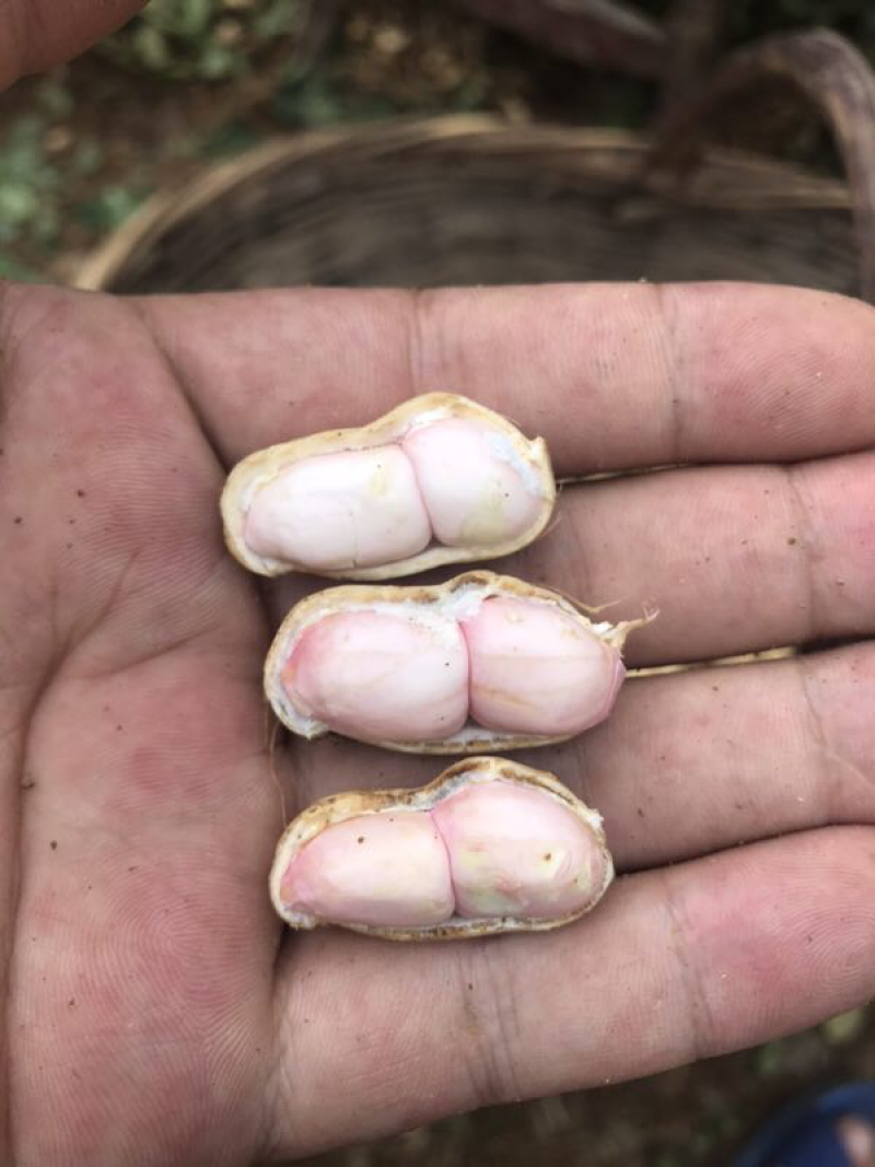 湖北襄阳白沙系列花生颗粒大表皮干净净货毛货都有一手价格发市场