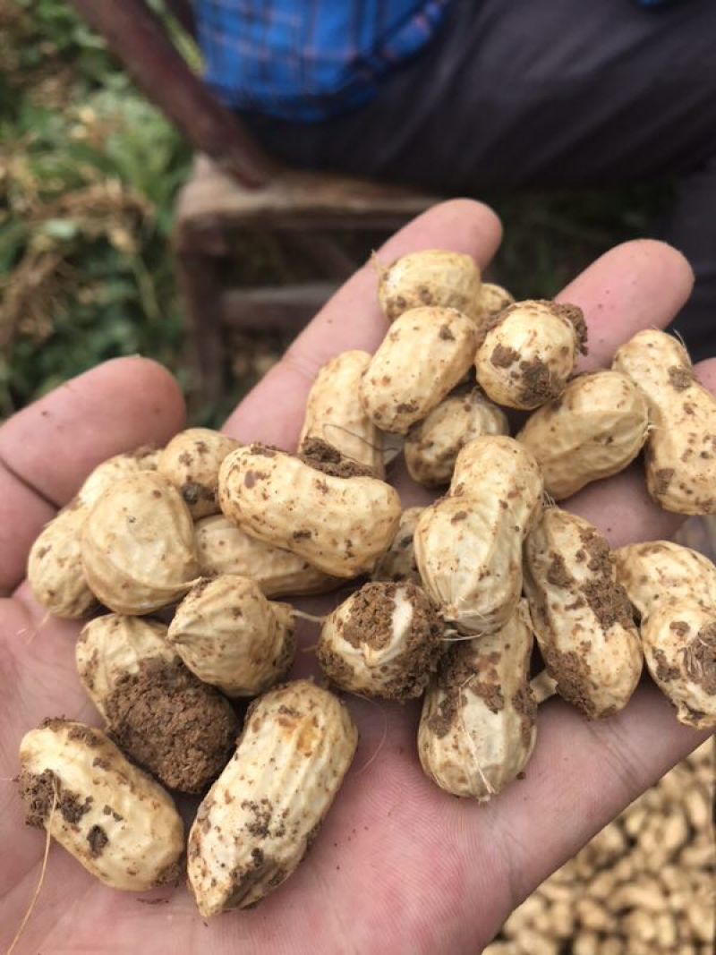 湖北襄阳白沙系列花生颗粒大表皮干净净货毛货都有一手价格发市场