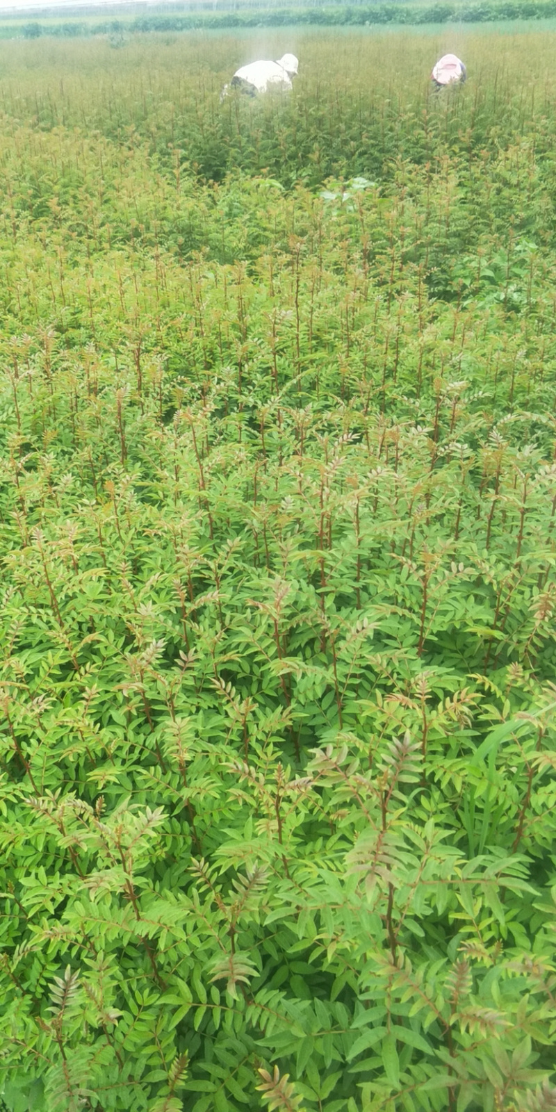 花椒苗，红花椒，正路椒，汉源贡椒