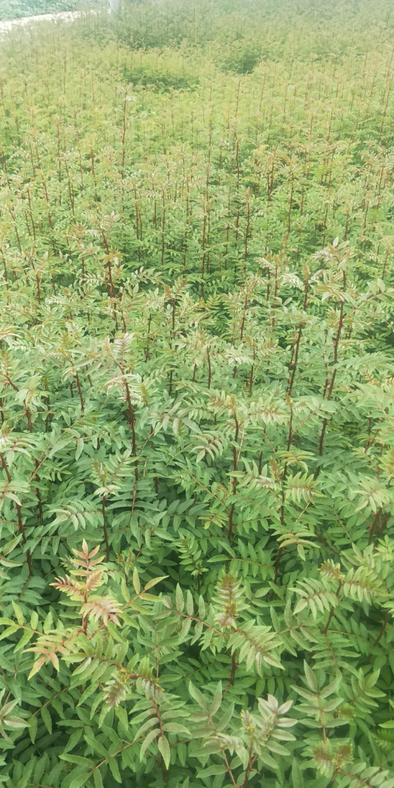 花椒苗，红花椒，正路椒，汉源贡椒