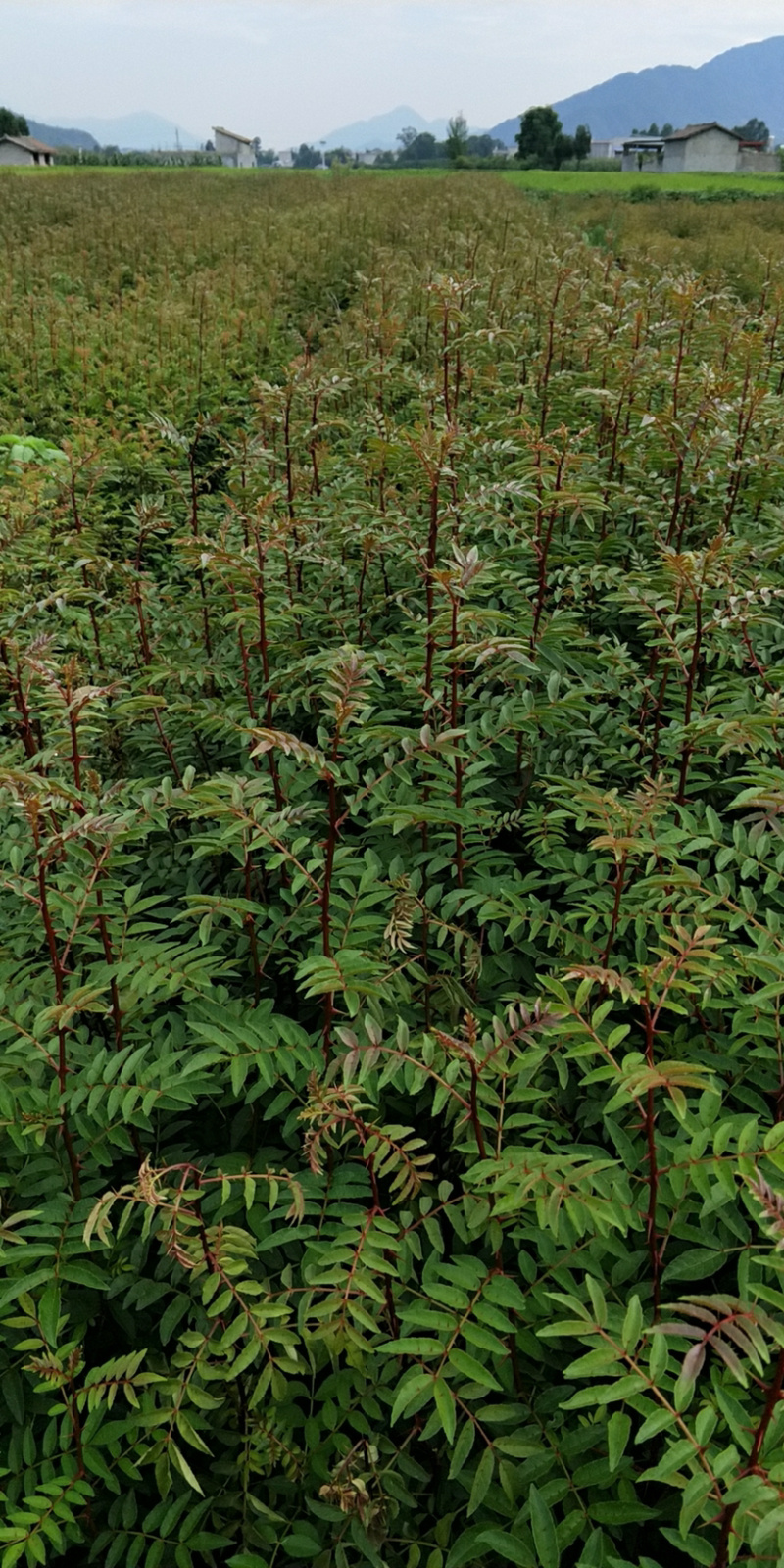 花椒苗，红花椒，正路椒，汉源贡椒