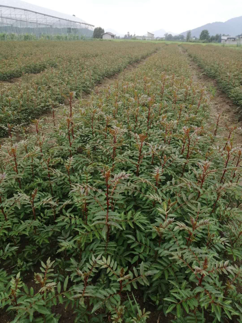 花椒苗，红花椒，正路椒，汉源贡椒