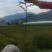 花椒苗，红花椒，正路椒，汉源贡椒