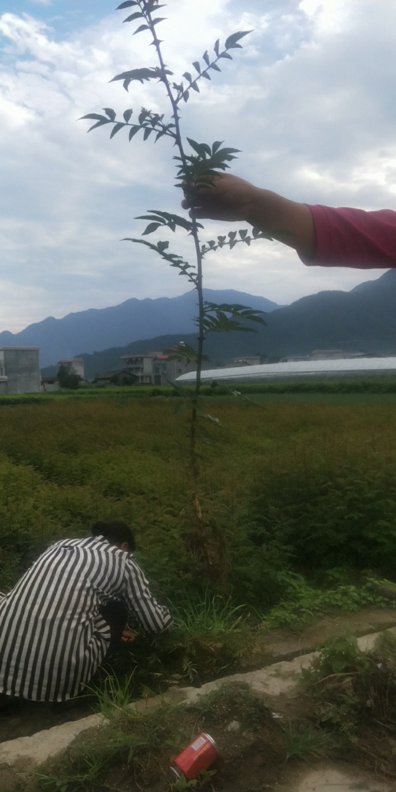 花椒苗，红花椒，正路椒，汉源贡椒