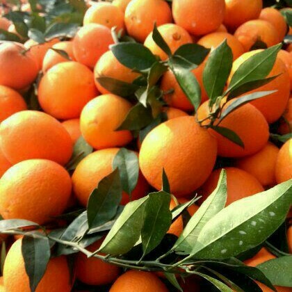 纽荷尔脐橙湖北宜昌点军区_批发_供应-一亩田