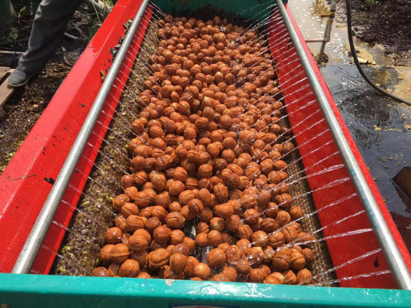 2019新款核桃去皮机，核桃脱皮机，核桃脱壳机