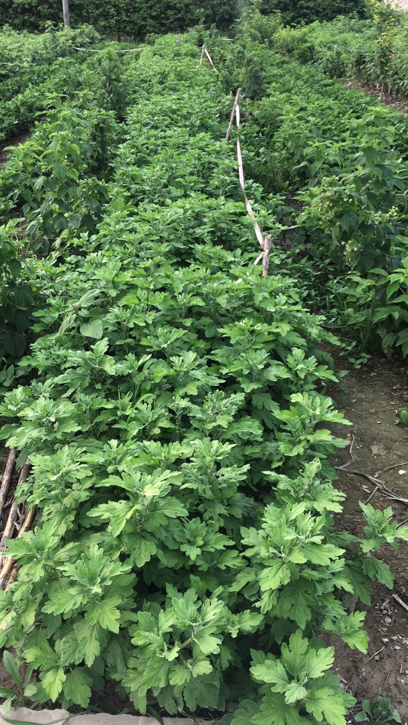 金丝皇菊