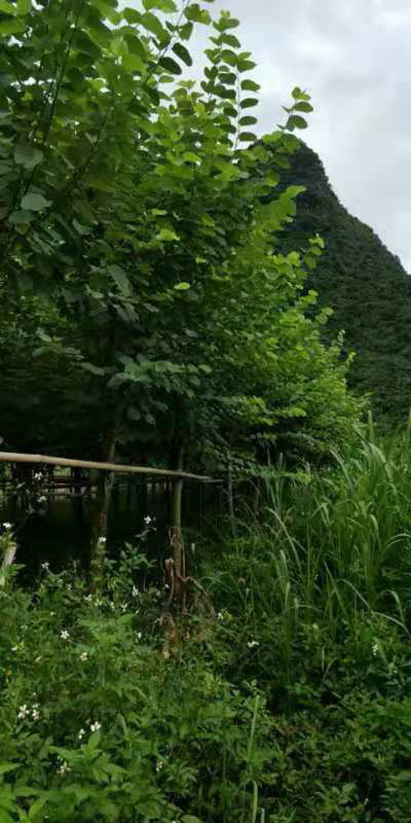 洋紫荆，12-15宫粉紫荆袋苗
