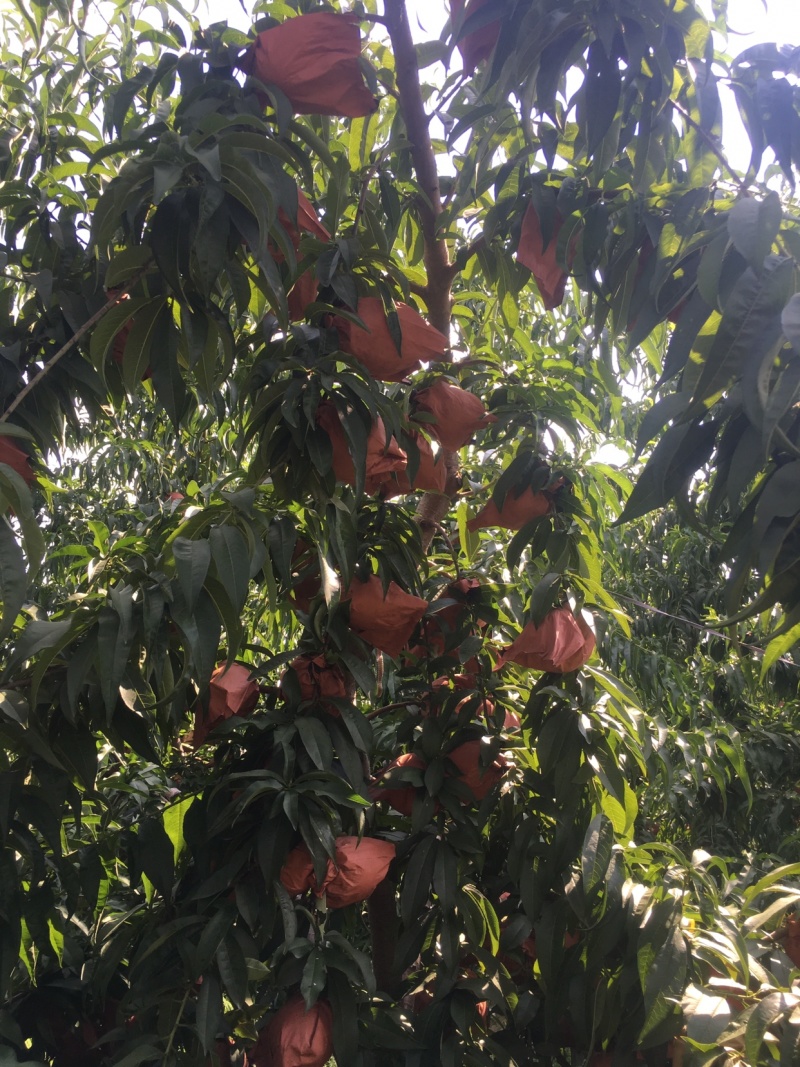 锦绣黄桃