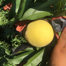 锦绣黄桃