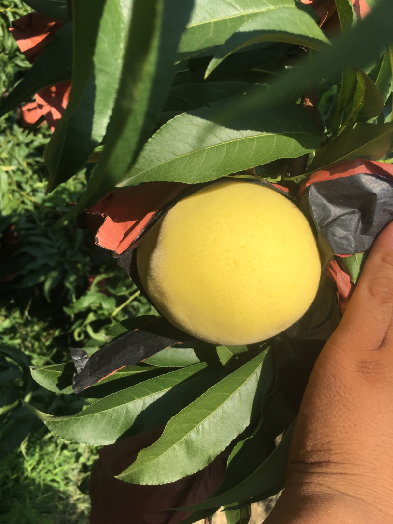 锦绣黄桃