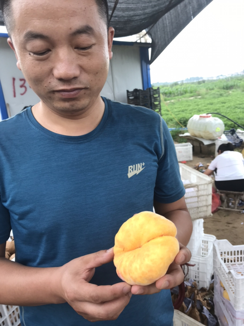 金霞早油盘桃苗地径0.8cm以上高度100cm嫁接成品苗