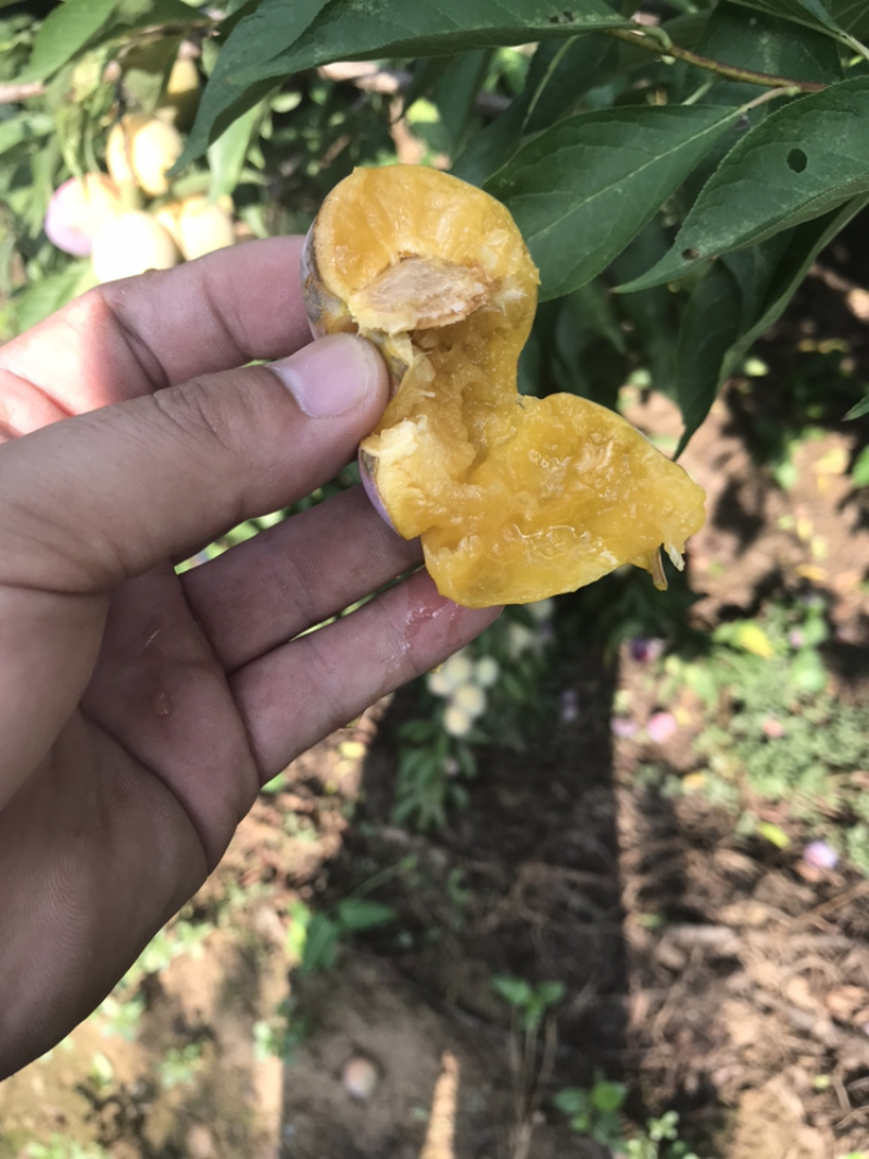 恐龙蛋李子苗粗度0.7cm以上成品苗基地**