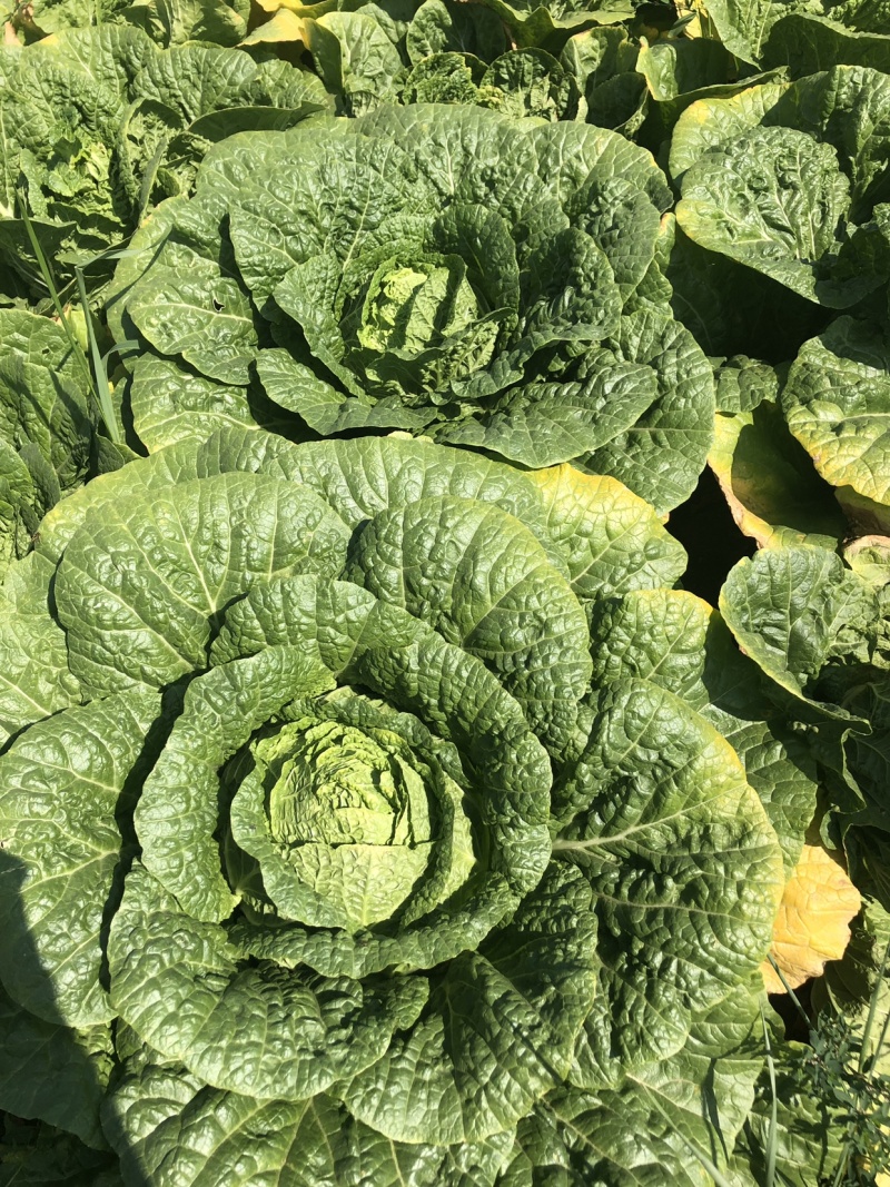 一级大白菜，给钱就卖