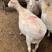 白头杜泊（澳洲白）种公羊种母羊羊羔羊苗活体